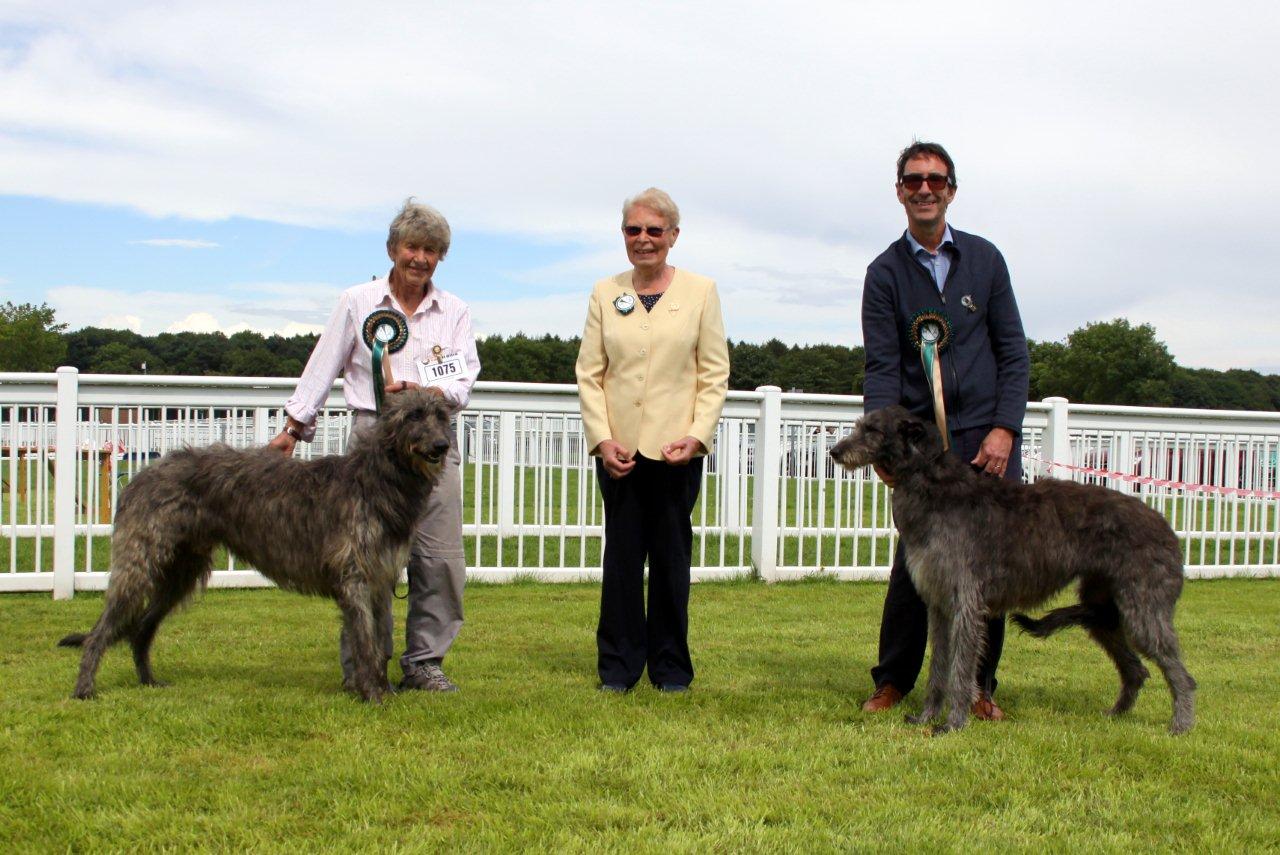 BOB & BOS Deerhound Club Breed Show 2016